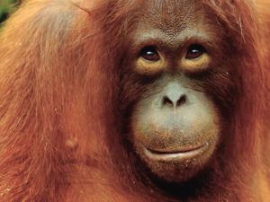 How we launched a new spread and helped orangutans at the same time.