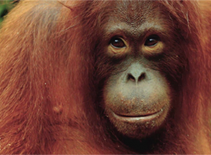 Orangutans star in new TVC for Coconut Oil Spread